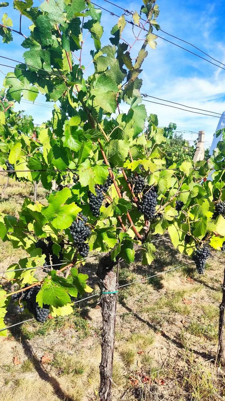 Foto 2 – Vinařství Plešingr